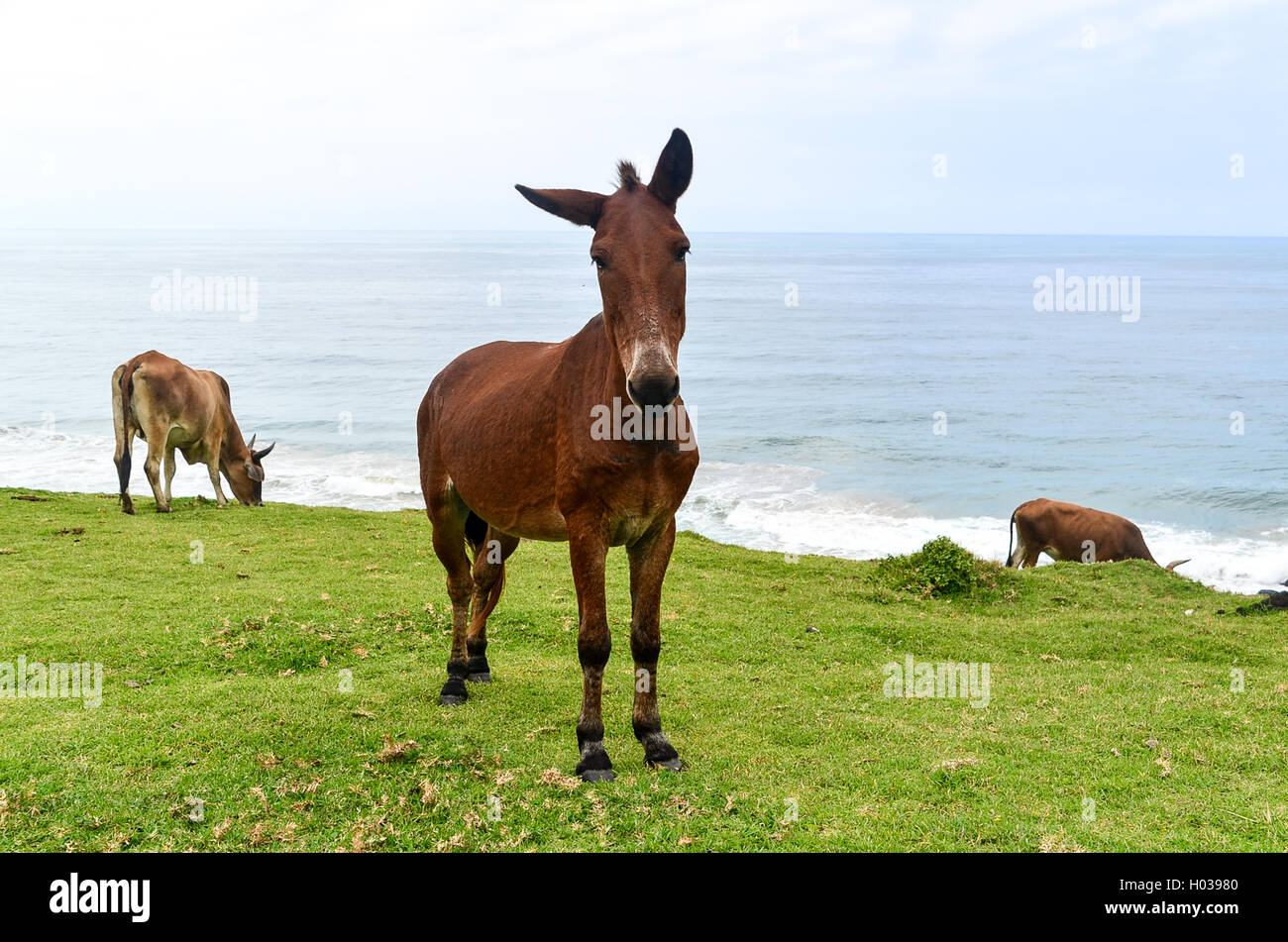 Landscape of Eastern Cape near Coffee Bay, South Africa Stock Photo