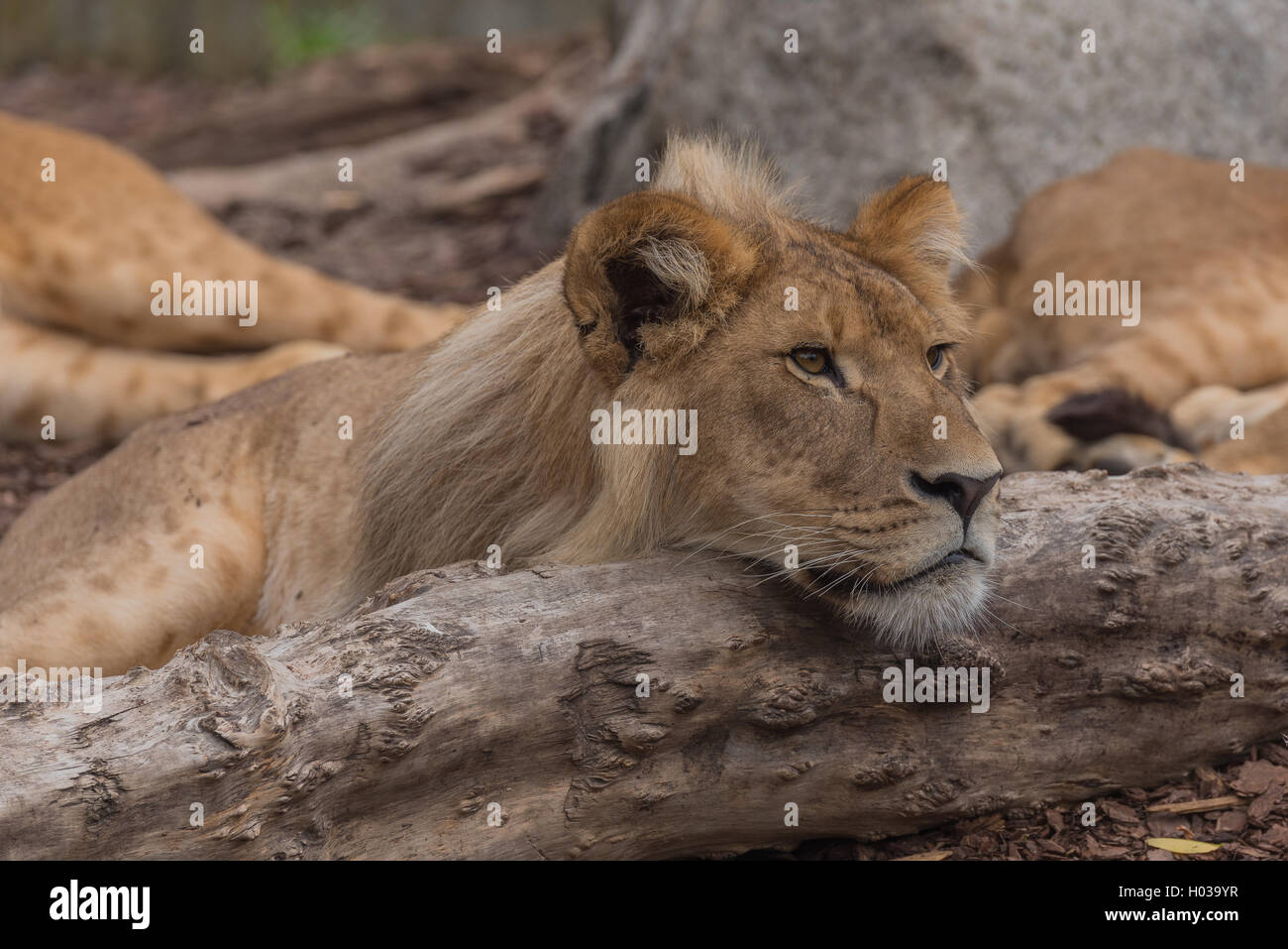 Female lion resting on a branch in Copenhagen zoo (Denmark) Stock Photo