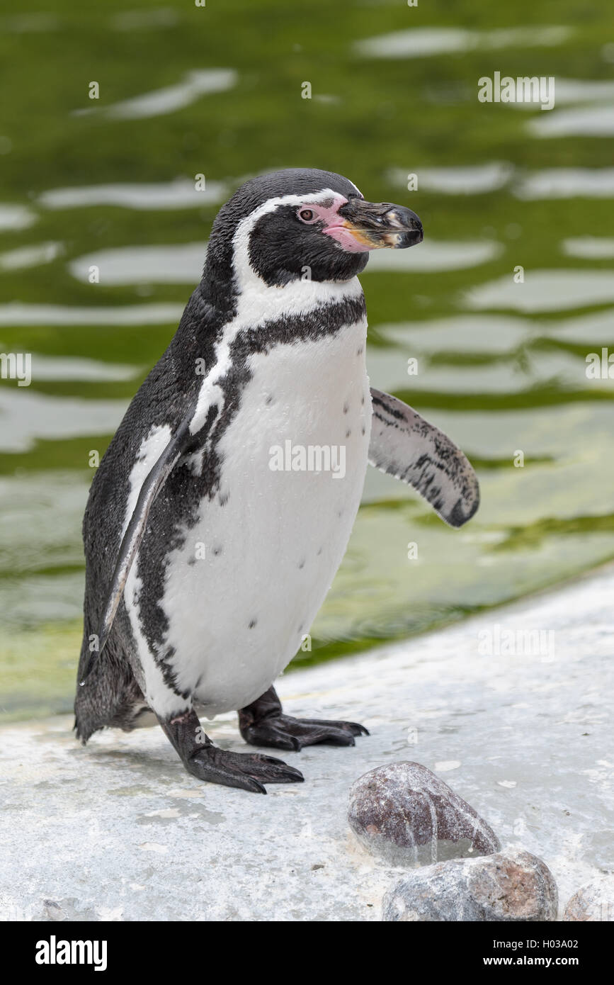 Humboldt penguin at Copenhagen zoo Stock Photo