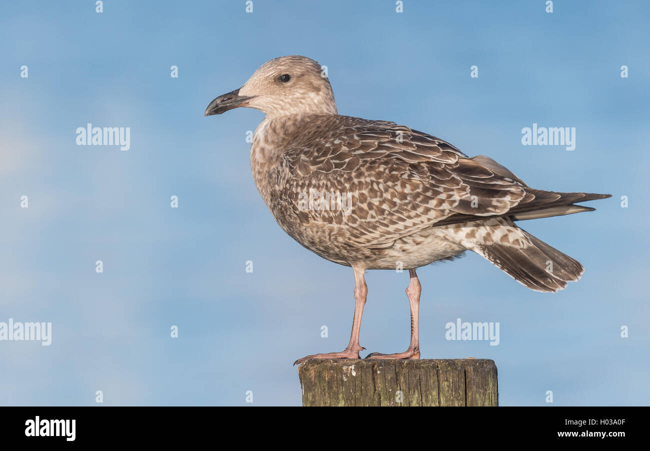 Herring gull sitting on bollard looking out for some food Stock Photo