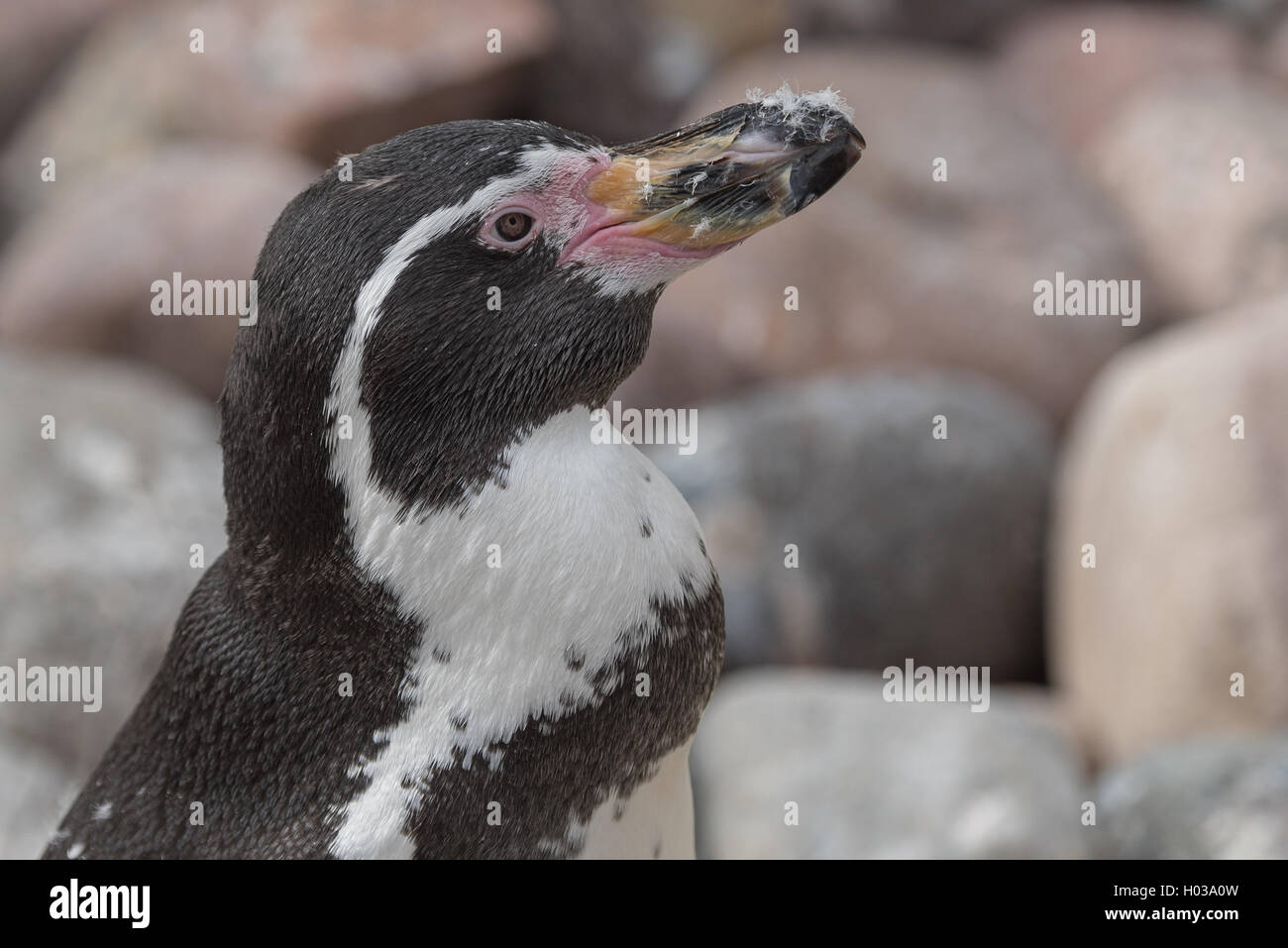 Humboldt penguin at Copenhagen zoo Stock Photo