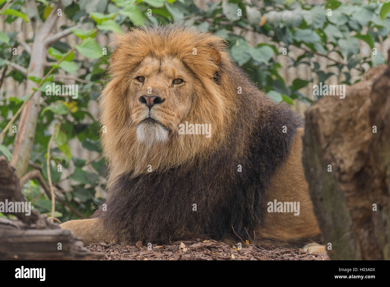 Male lion photographed on a summer day in the zoo of Copenhagen, Denmark Stock Photo