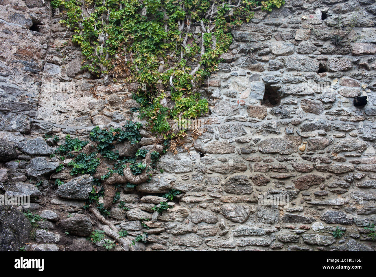 Medieval stone wall with ivy tree, creeping plant, Chojnik Castle, Poland Stock Photo