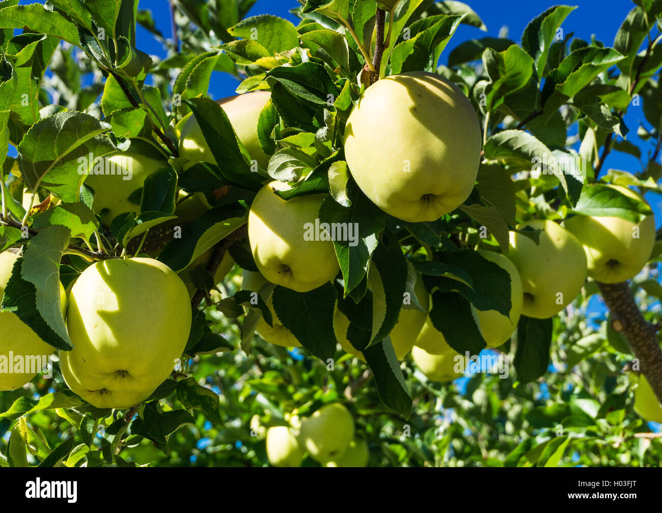Bc tree hires stock photography and images Alamy