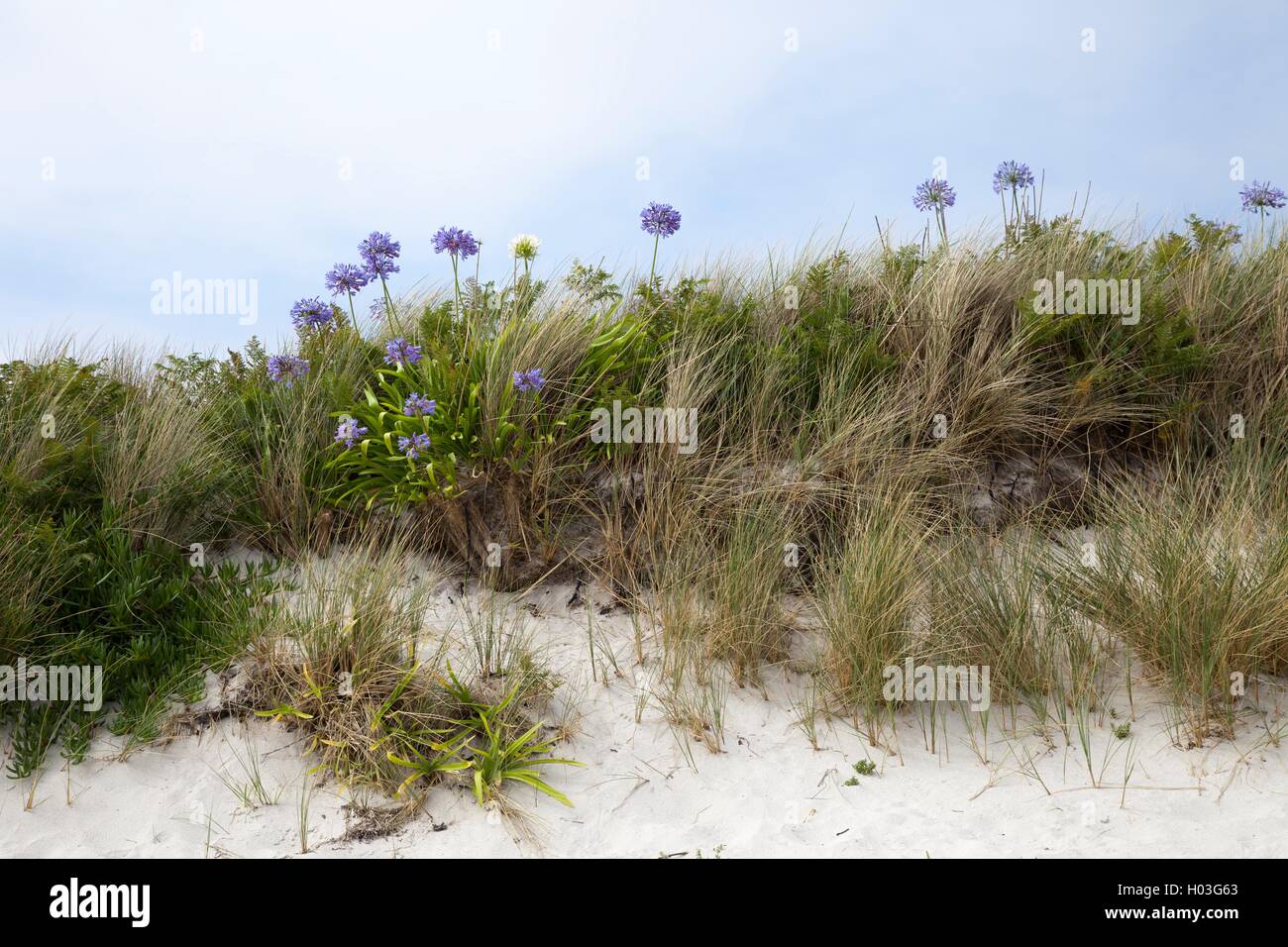 Agapanthus flowers, Tresco, Isles of Scilly, England Stock Photo Alamy