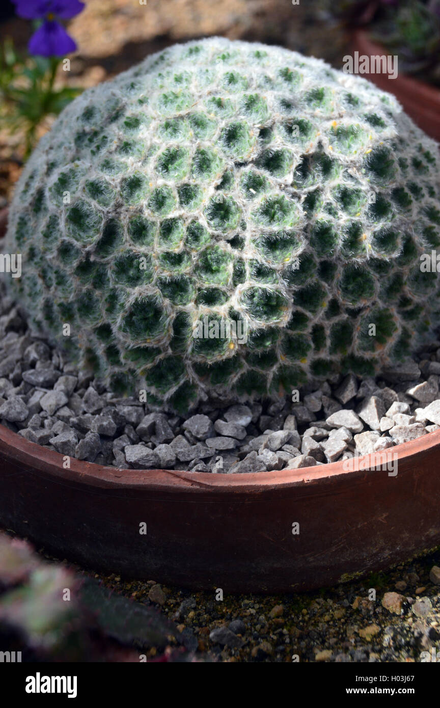 Draba Yunnanensis Grown in the Alpine House at RHS Garden Harlow Carr, Harrogate, Yorkshire. England UK. Stock Photo