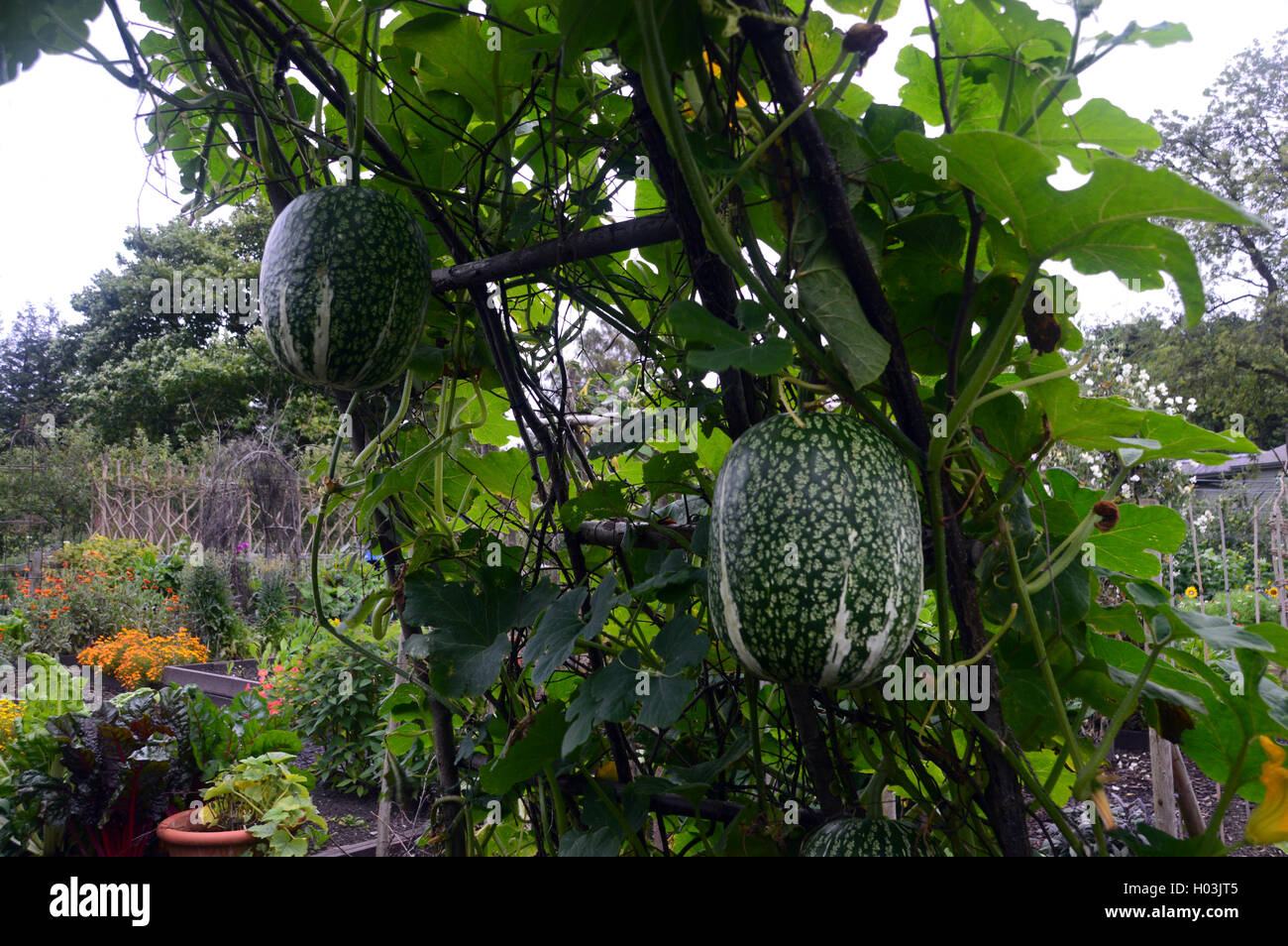 Fig Leaf Gourd Cucurbita Ficifolia Growing In Vegetable - 