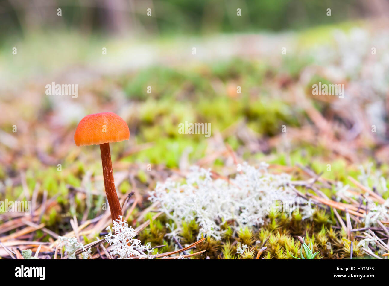 Brown small mushrooms grow in a moss in autumn forest Stock Photo