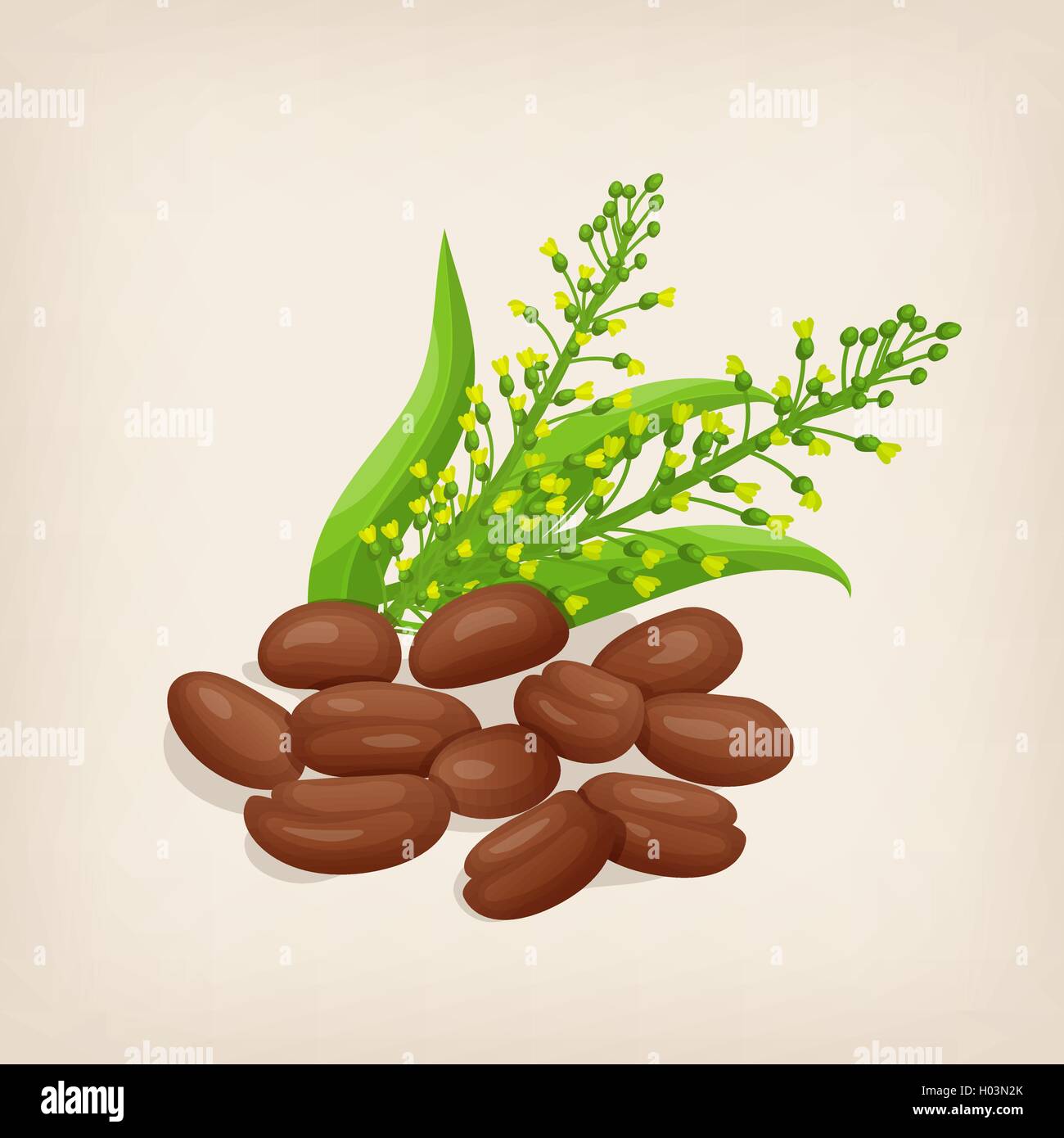 Camelina sativa seeds with flowers and leaves. Vector illustration. Stock Vector