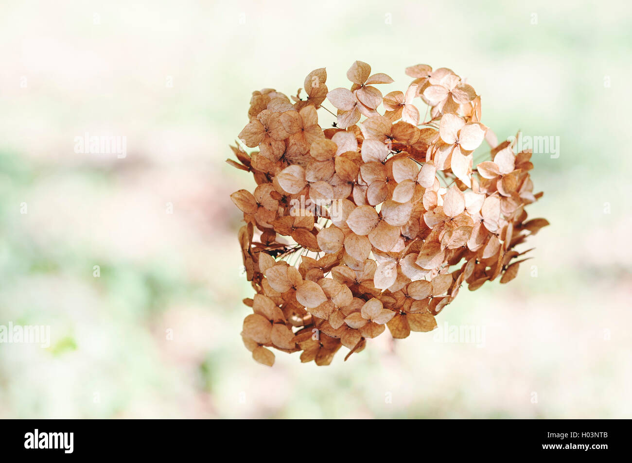 Dried Hydrangea flowers Stock Photo