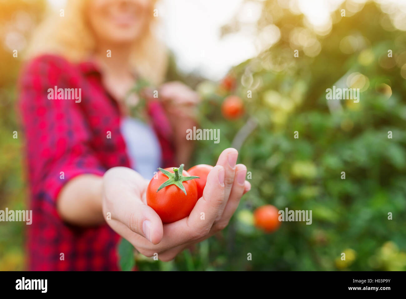 Unrecognizable blond woman holding ripe tomato in her hand Stock Photo ...