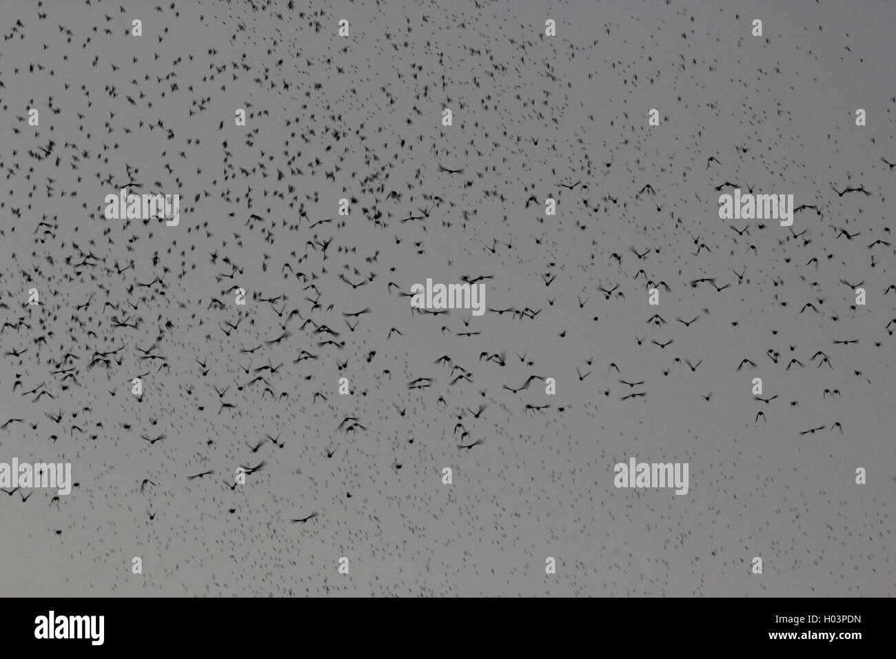 birds migrating, a beautiful picture of starlings migrating, Roma, Rome Stock Photo