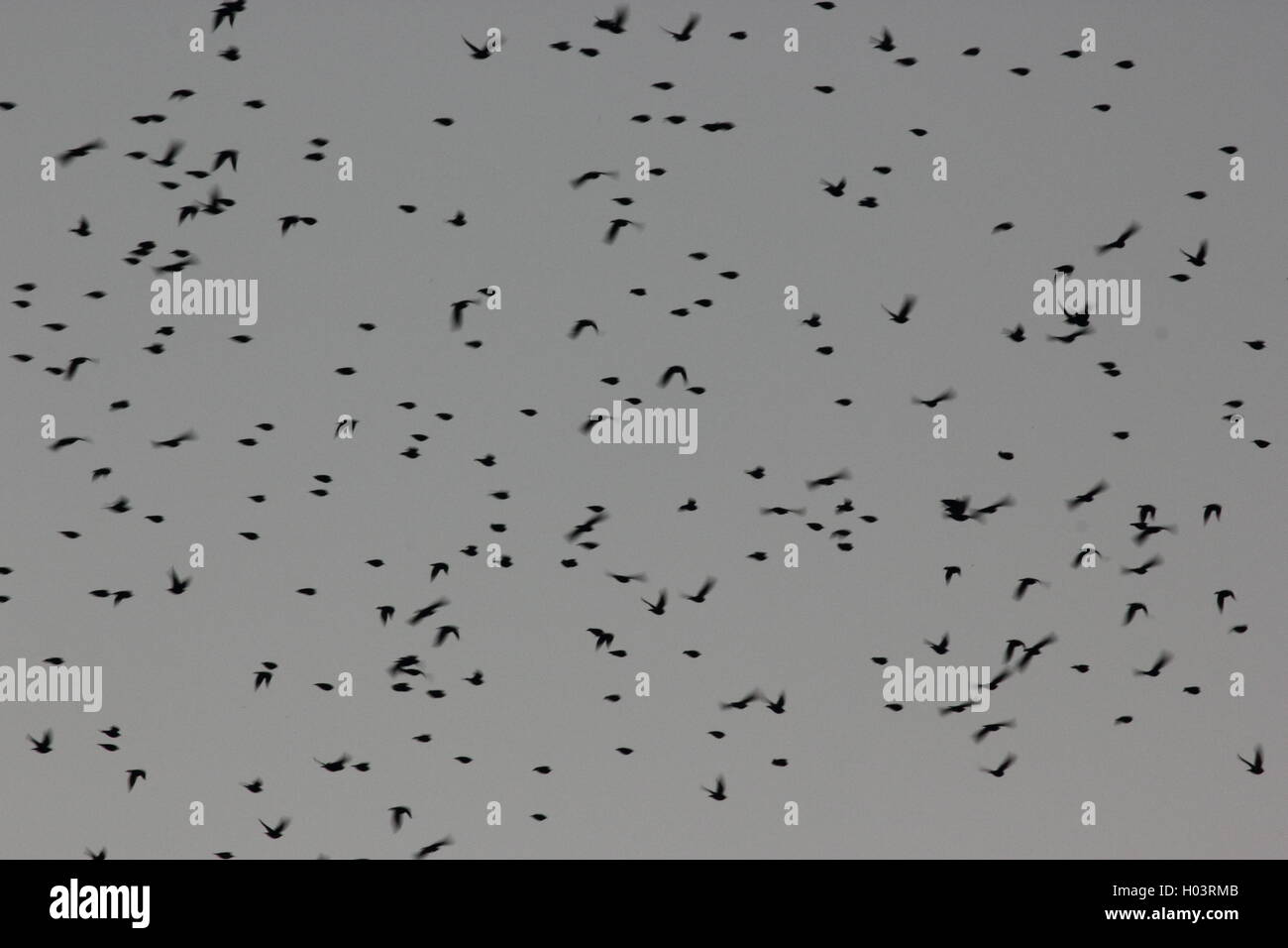 birds migrating, a beautiful picture of starlings migrating, Roma, Rome Stock Photo