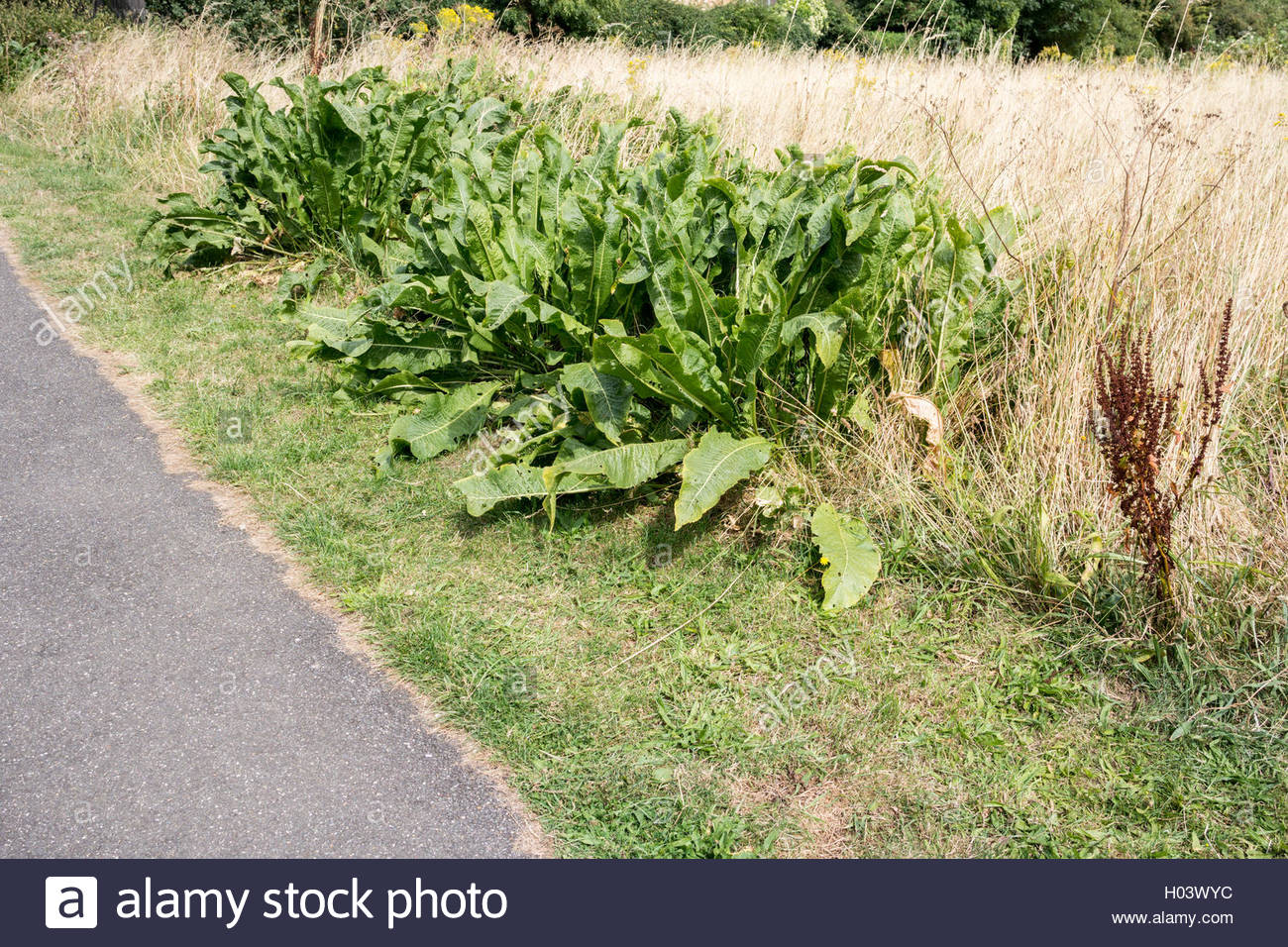 Wild Horseradish Stock Photos & Wild Horseradish Stock Images Alamy