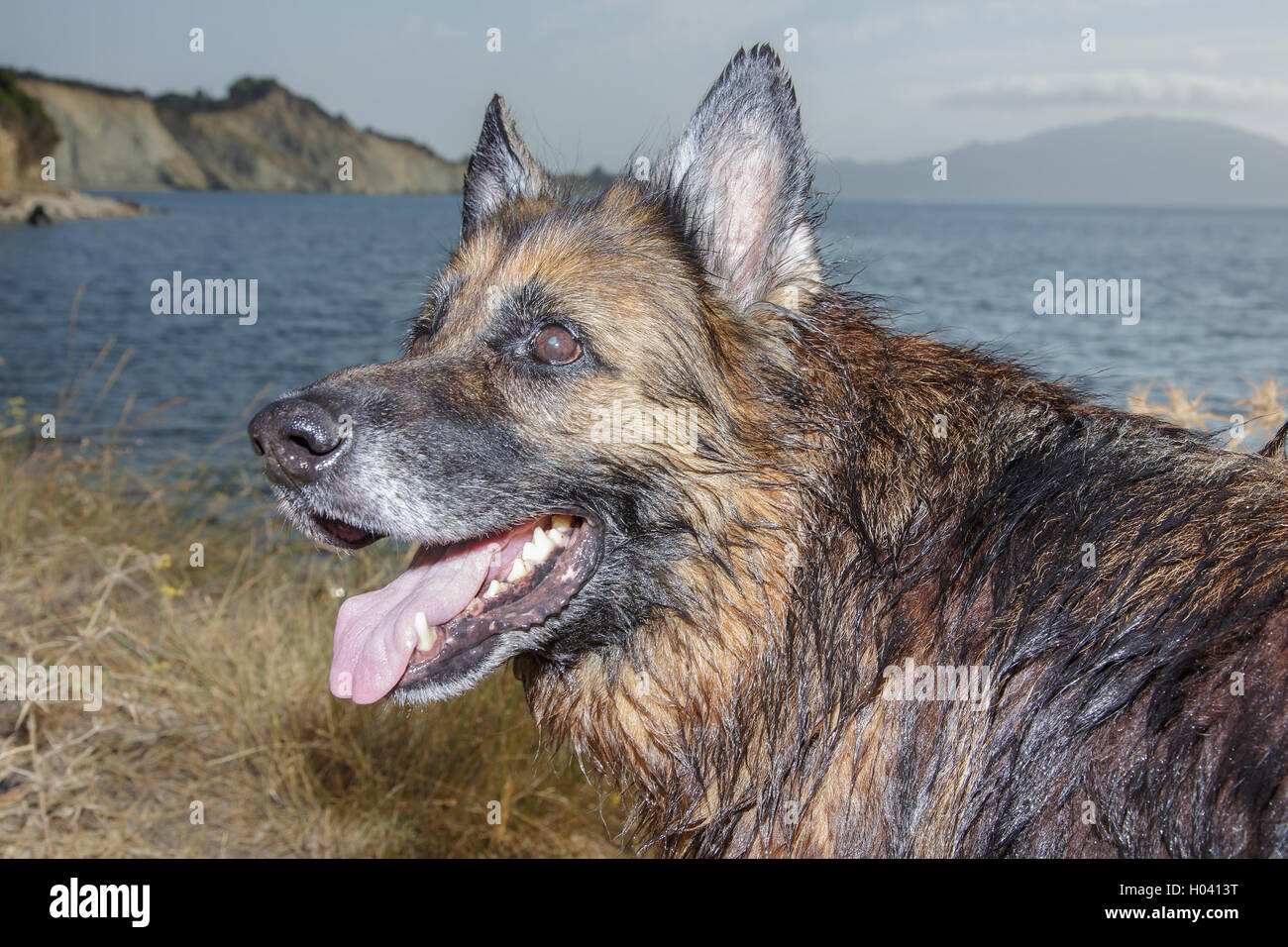 Dog breed German shepherd on nature Stock Photo