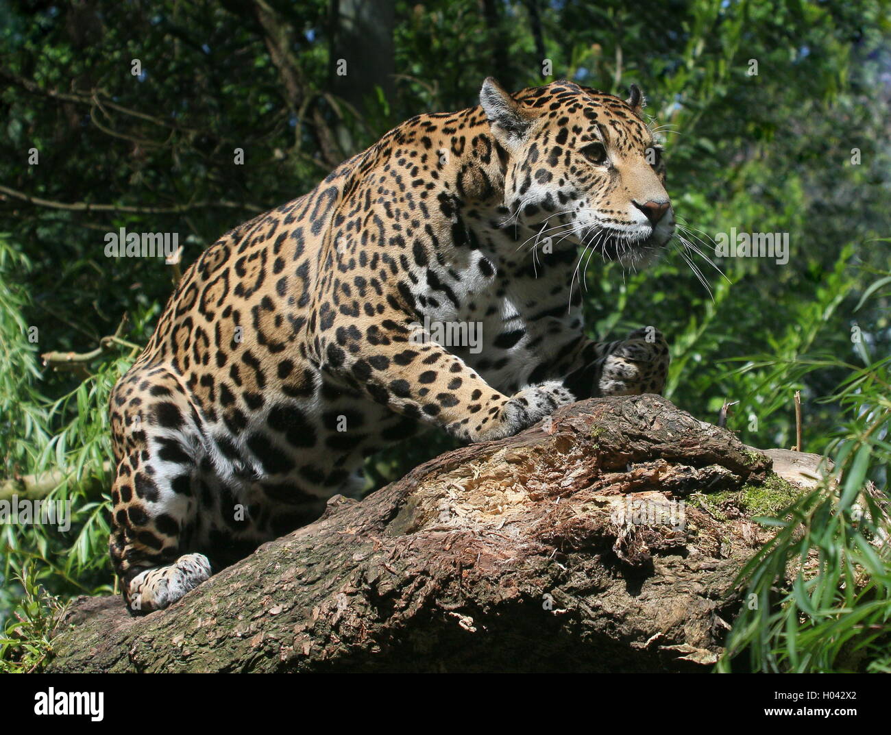 South American Jaguar (Panthera onca) crouching down on a branch, ready