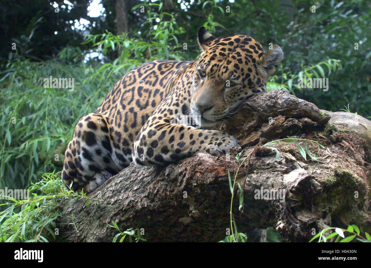 Female South American  Jaguar (Panthera onca) resting in a tree Stock Photo
