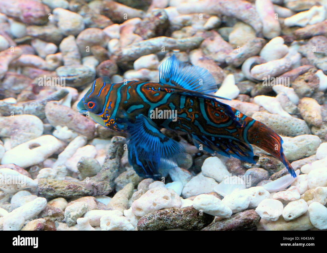 Mandarinfish or mandarin dragonet (Synchiropus splendidus), native to the tropical Pacific Ocean Stock Photo