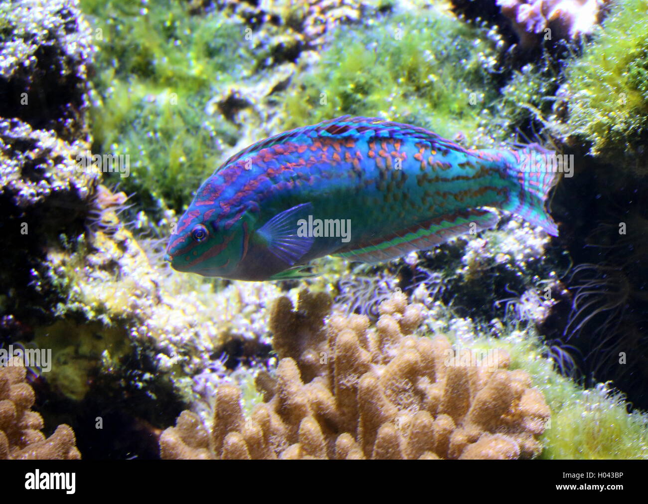 Tail-spot wrasse or Hoeven's Wrasse (Halichoeres melanurus), native to the Pacific Ocean - Japan, Samoa, Great Barrier Reef Stock Photo