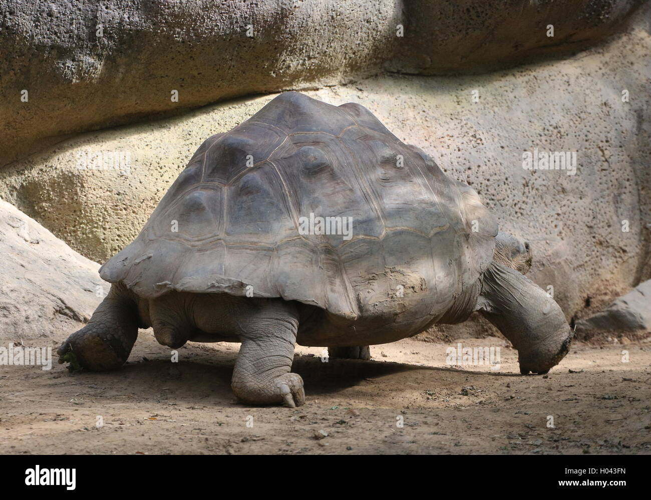 Galapagos Giant Tortoise (Chelonoidis nigra) walking. (Also Chelonoidis niger, Chelonoidis elephantopus, Geochelone nigra) Stock Photo
