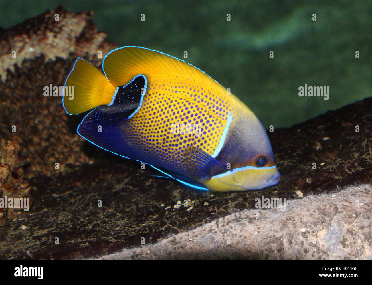 Majestic Angelfish or Blue-girdled angelfish (Pomacanthus navarchus), native to the Indian Ocean Stock Photo
