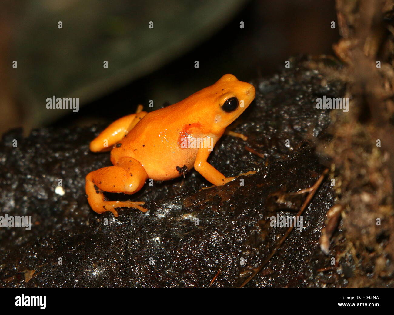 Madagascan Golden Mantella frog (Mantella aurantiaca), critically endangered in the wild. Stock Photo