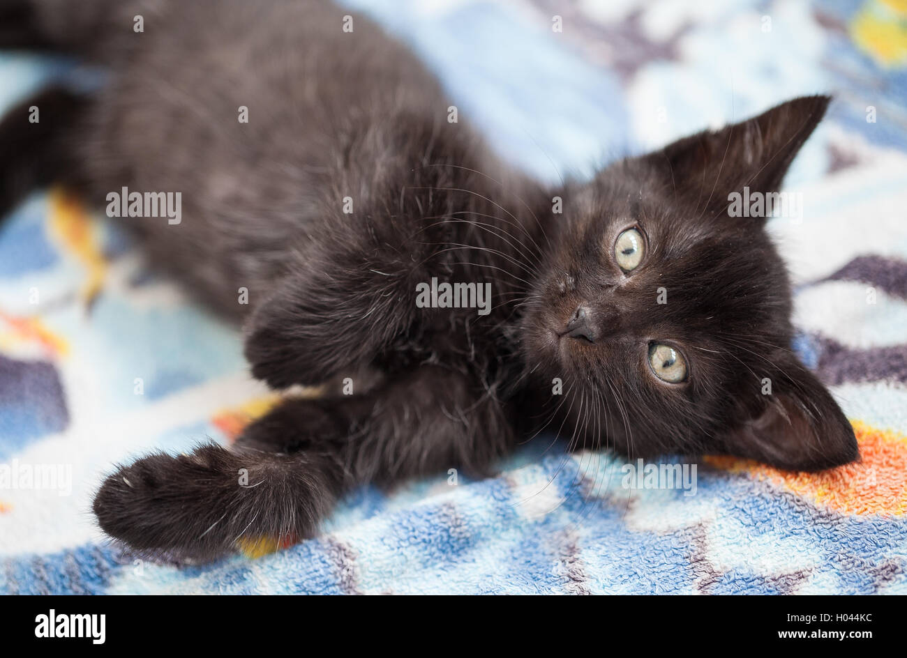Beautiful black cat lying hi-res stock photography and images - Alamy