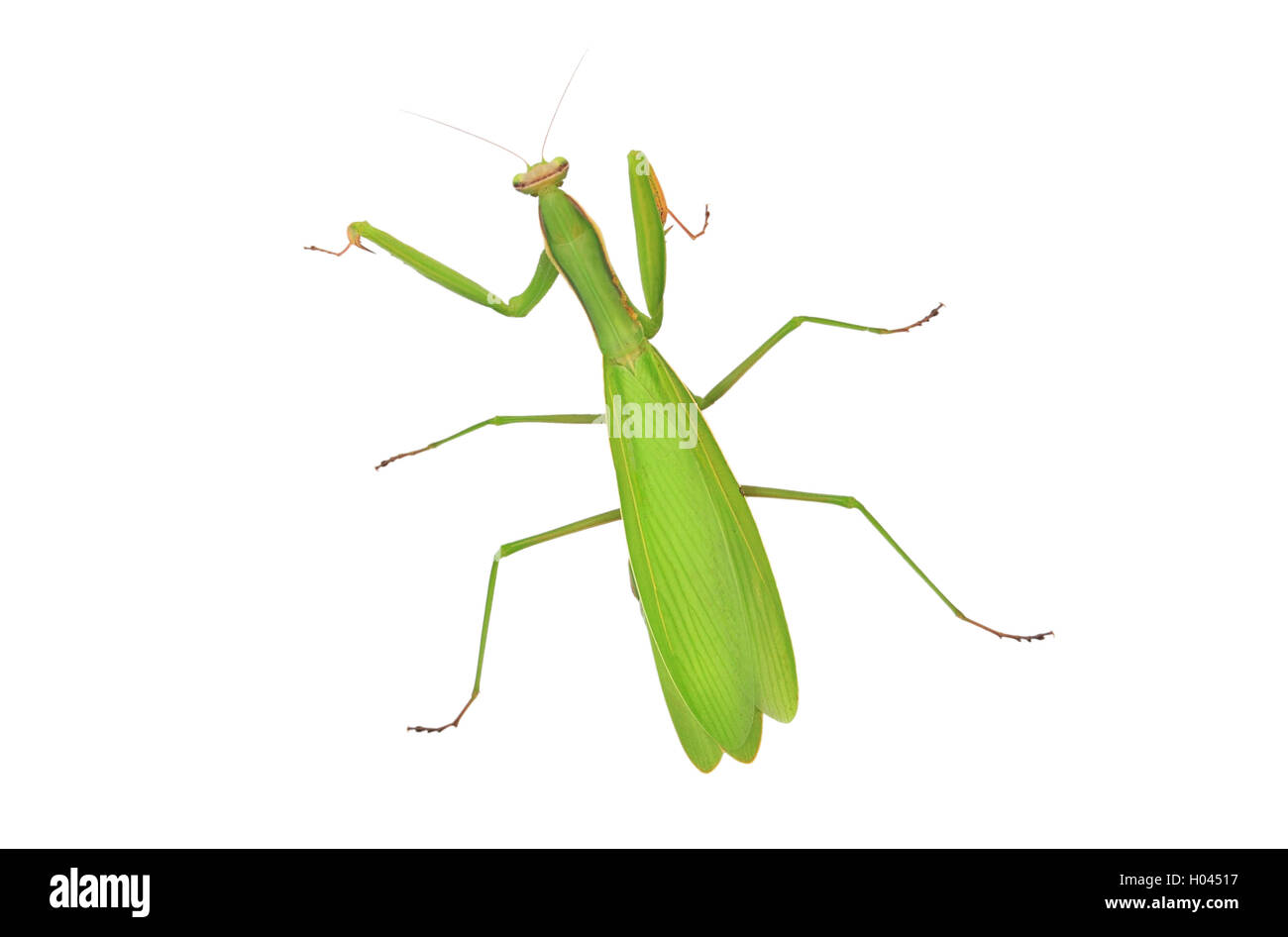 Praying mantis isolated on a white background Stock Photo
