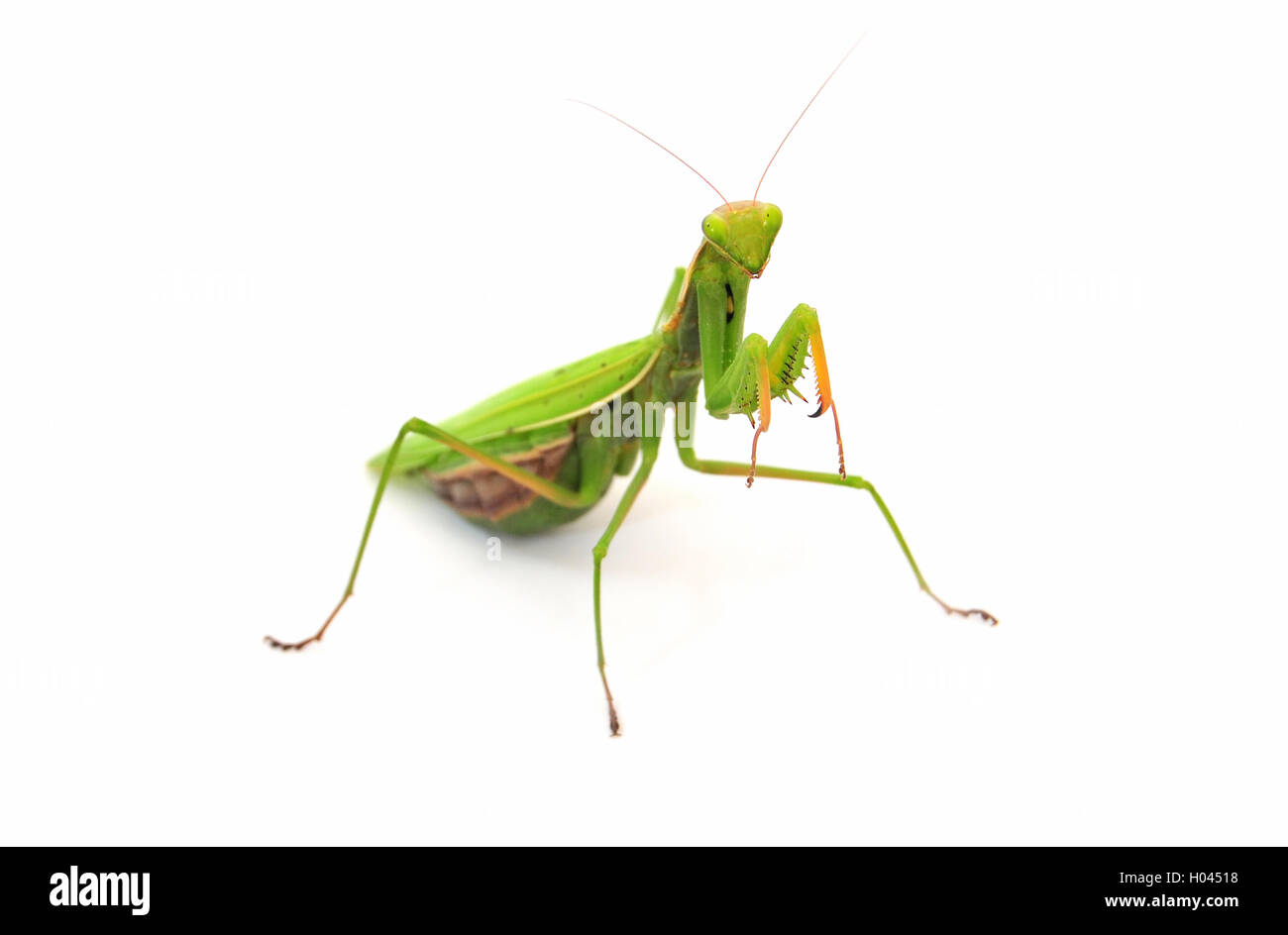 Mantis front hi-res stock photography and images - Alamy