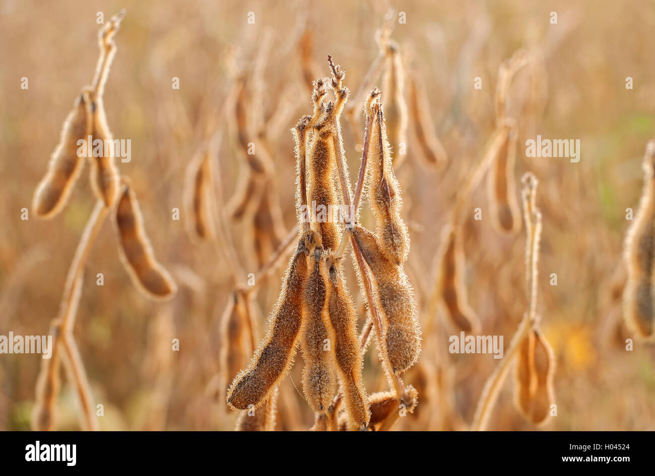 Soya bean farm hi-res stock photography and images - Alamy