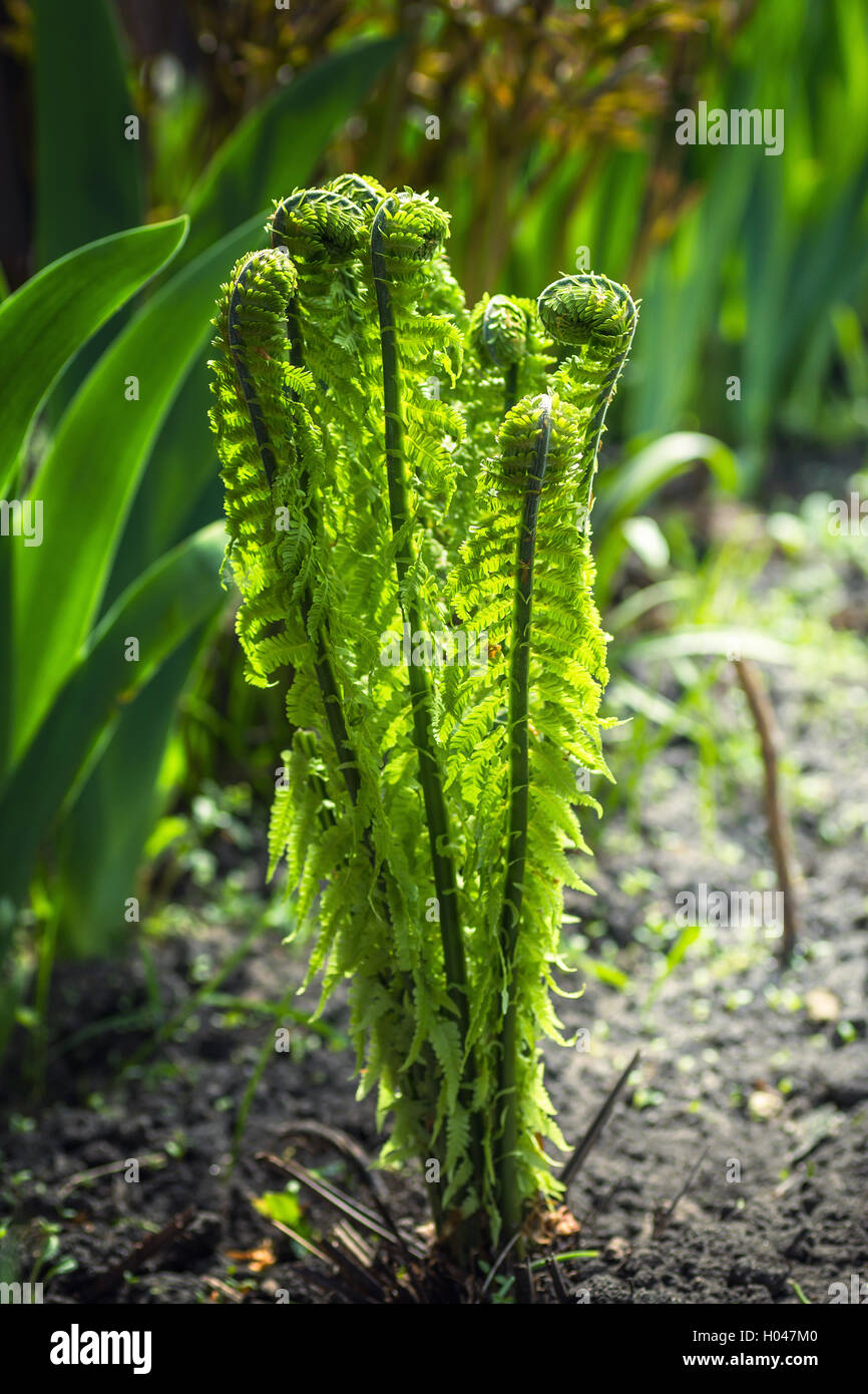 Fern garden hi-res stock photography and images - Alamy