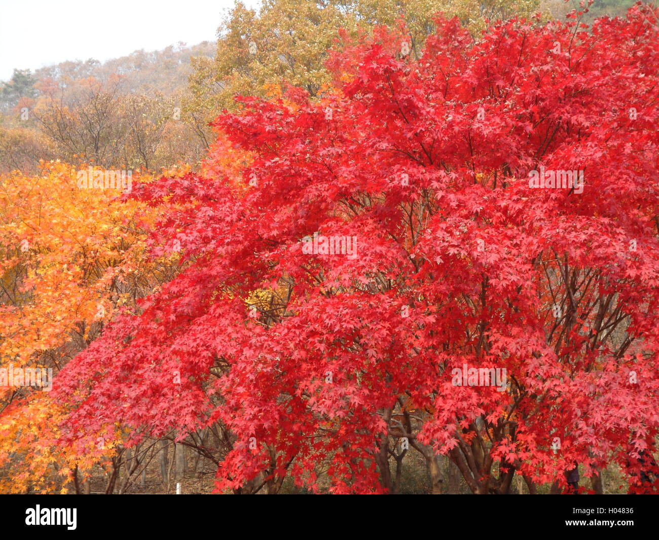 Colorful Autumn Leaves of Maple Trees in the National Park, South Korea ...