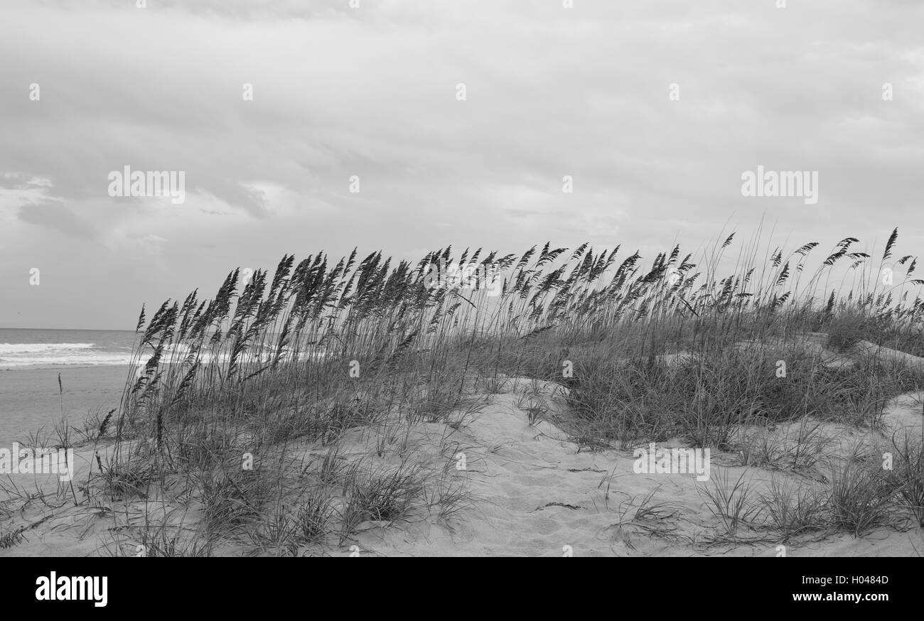 Sea oats and grass on a sandy pathway to Cocoa beach, Florida. Stock Photo