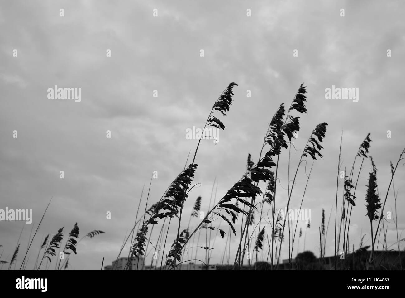 Sea oats blowing in the wind on a stormy day on Cocoa beach, Florida. Stock Photo