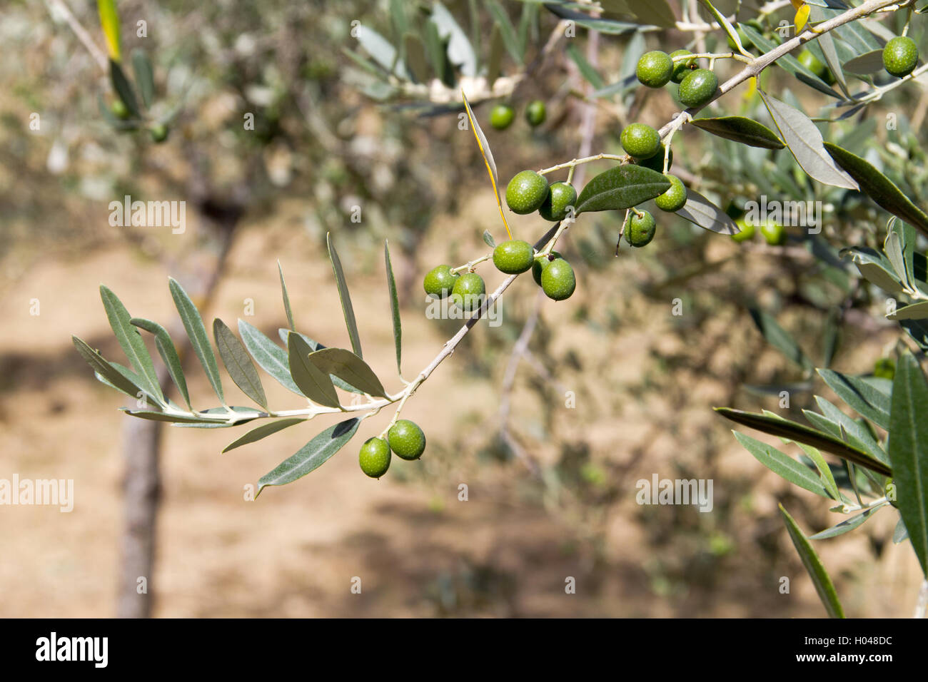 Olive tree italy hi-res stock photography and images - Alamy