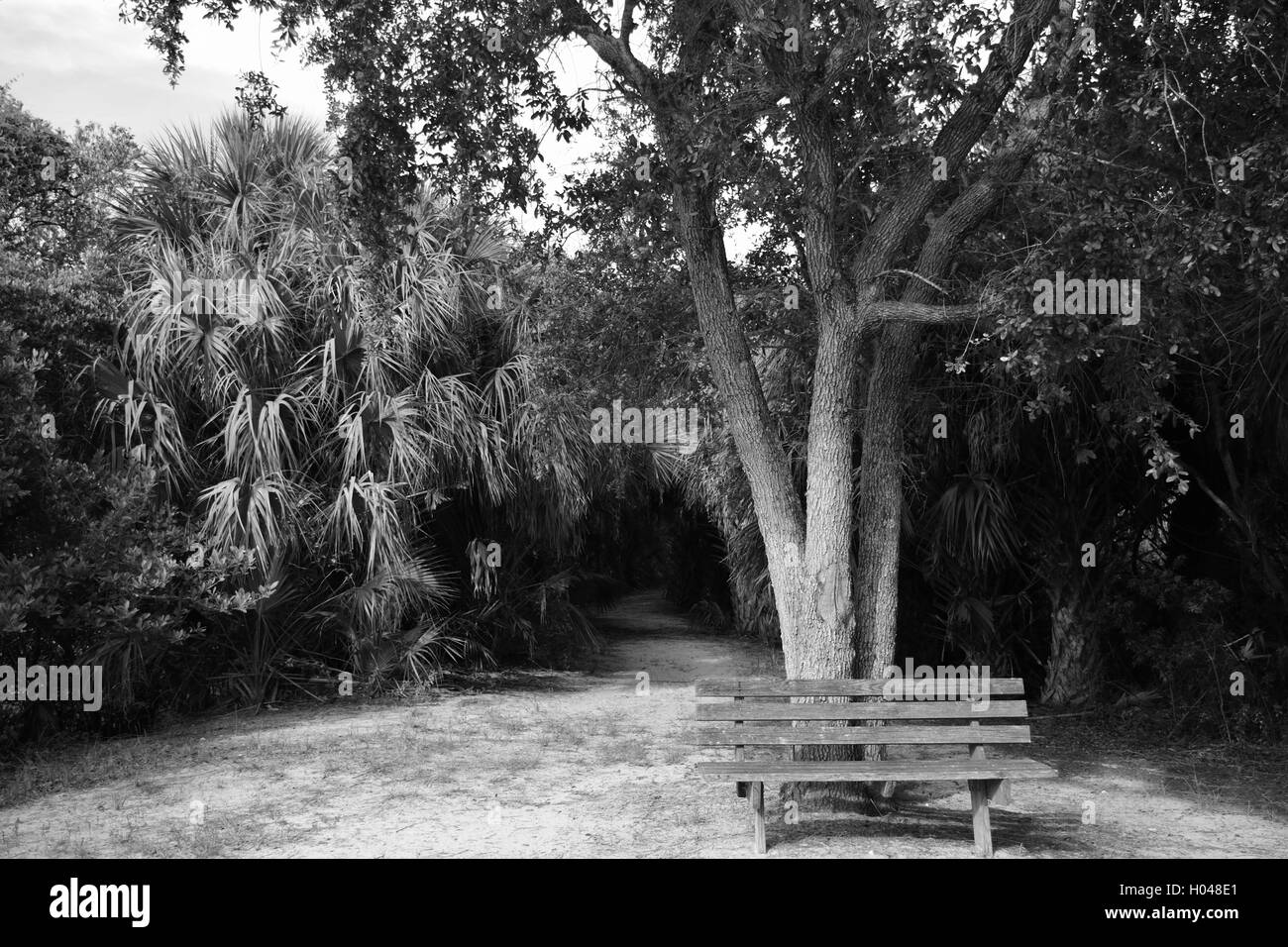 Park bench under a shade tree in front of trail entrance. Stock Photo