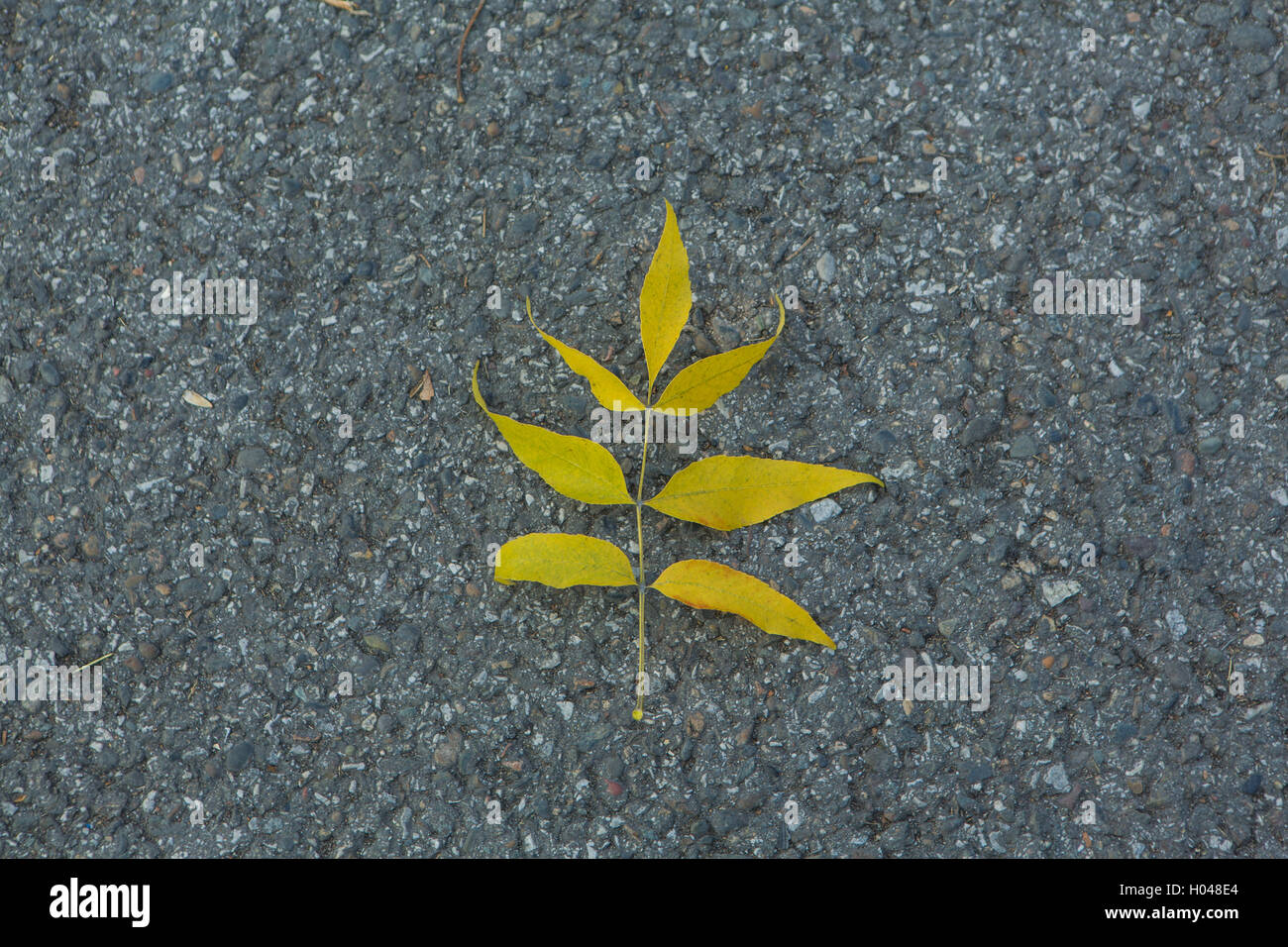 Yellow autumn leaf on the asphalt background Stock Photo - Alamy