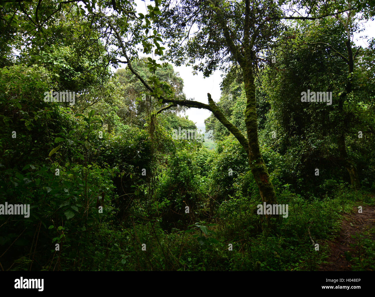 Epiphytes on trees in the Echuya Rainforest Stock Photo