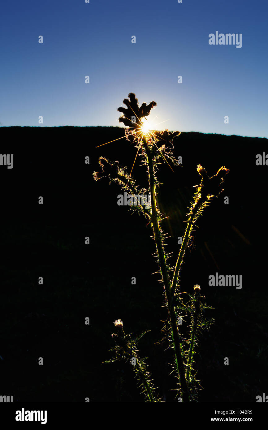 plant with backlight at the sunset Stock Photo