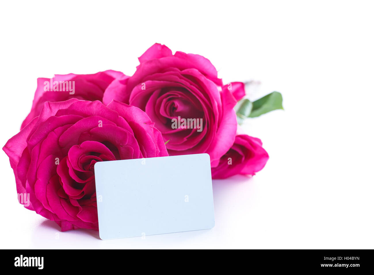 beautiful bright pink roses Stock Photo - Alamy