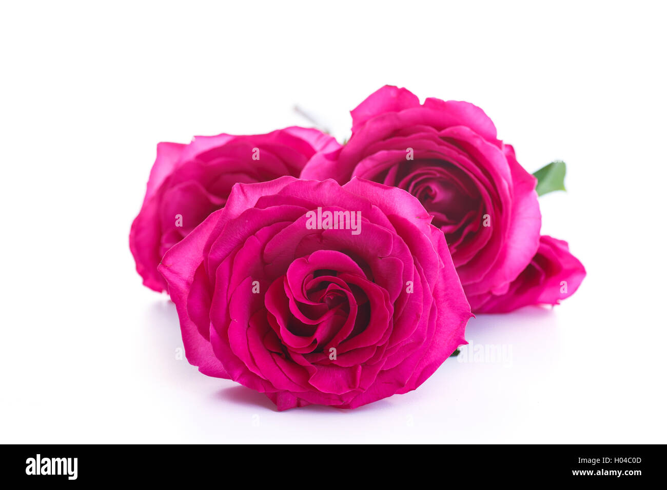 beautiful bright pink roses Stock Photo - Alamy