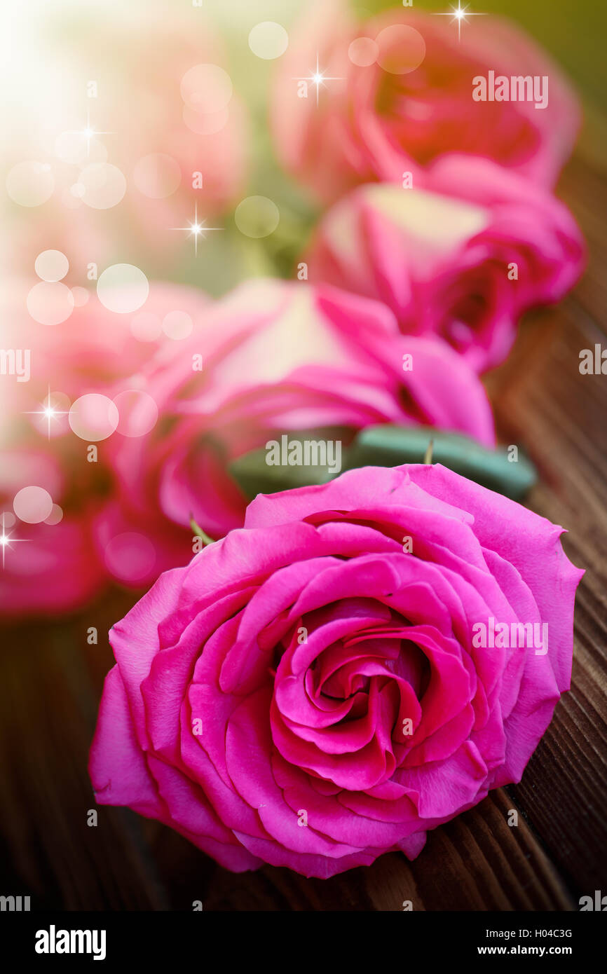 beautiful bright pink roses Stock Photo - Alamy