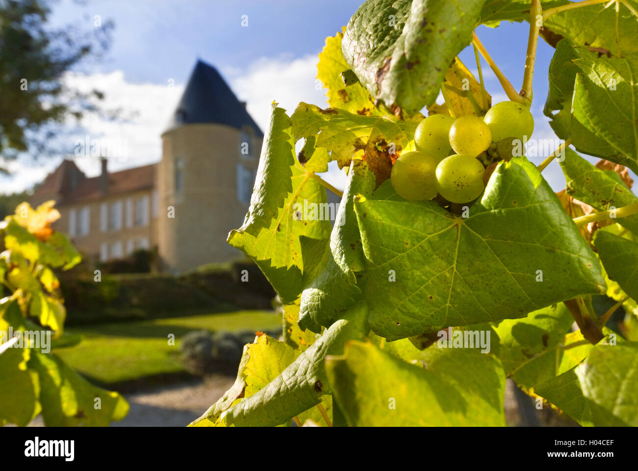 CHATEAU d’YQUEM Close view on Semillon grapes in vineyard with Chateau d'Yquem behind Sauternes Gironde France Stock Photo