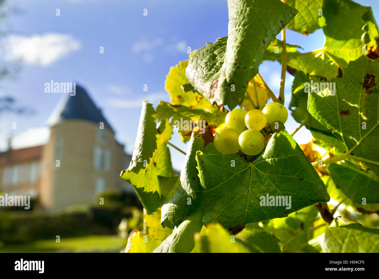 Close view on Semillon grapes in Chateau d'Yquem vineyard Sauternes Gironde France Stock Photo