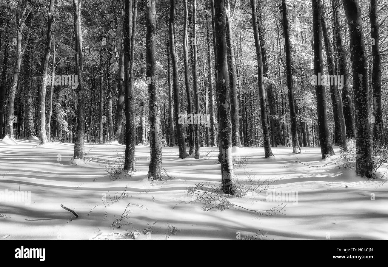 Landscape winter forest Black and White Stock Photos & Images - Alamy