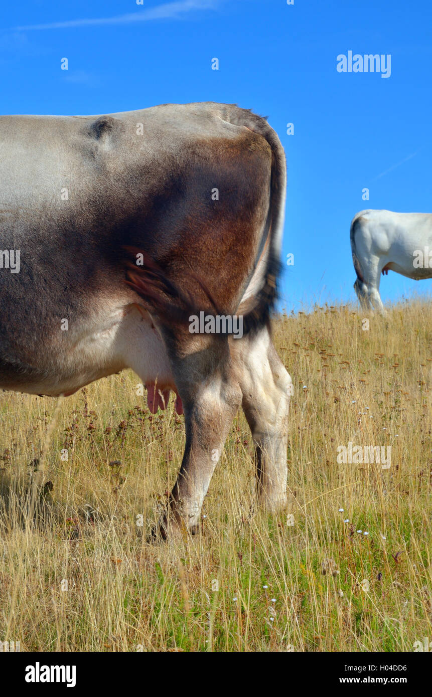 Grazing Cows On The Hill In Summer Stock Photo Alamy