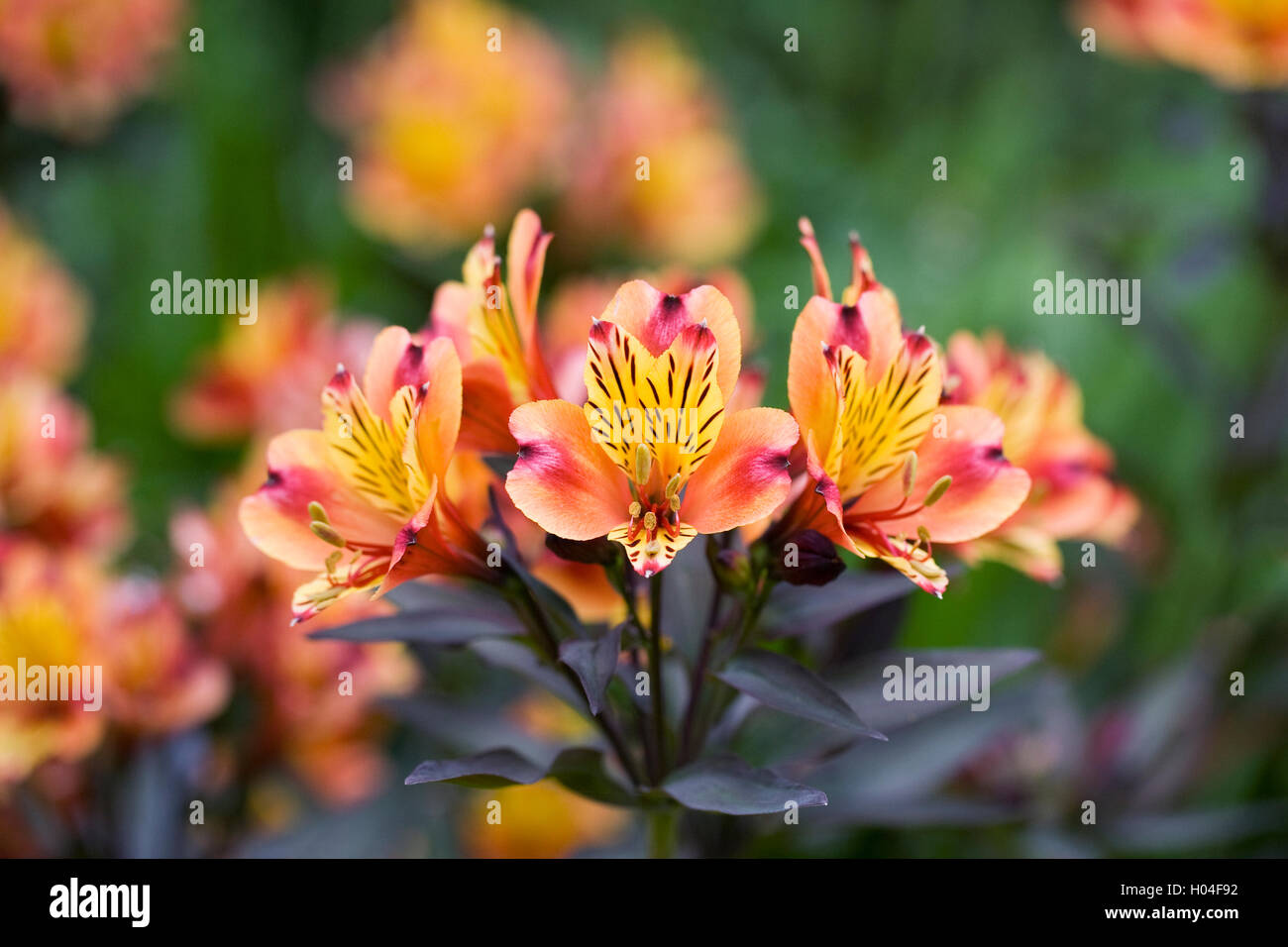 Alstroemeria flowers. Peruvian lily. Stock Photo