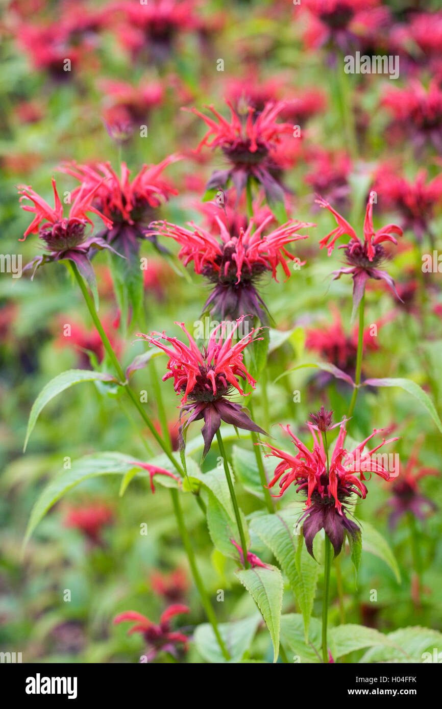 Monarda didyma 'Squaw'. Bergamot flowers. Stock Photo