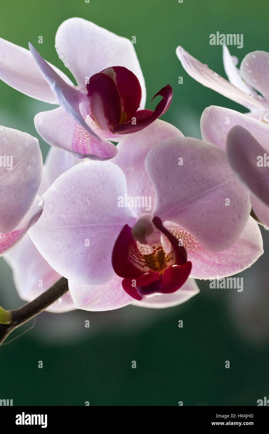 Pink orchid flower Stock Photo Alamy