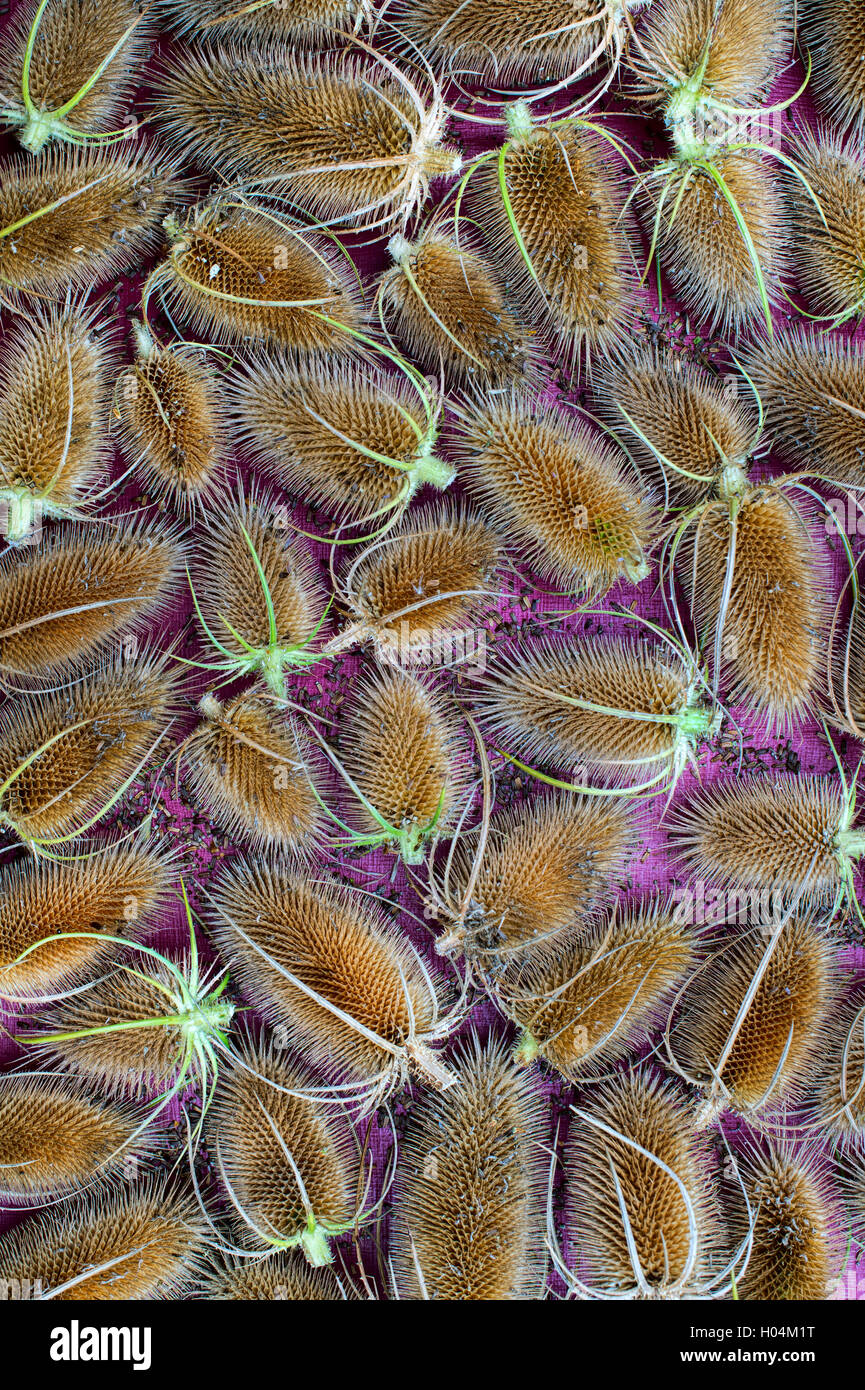 Dried teasel seed heads pattern Stock Photo